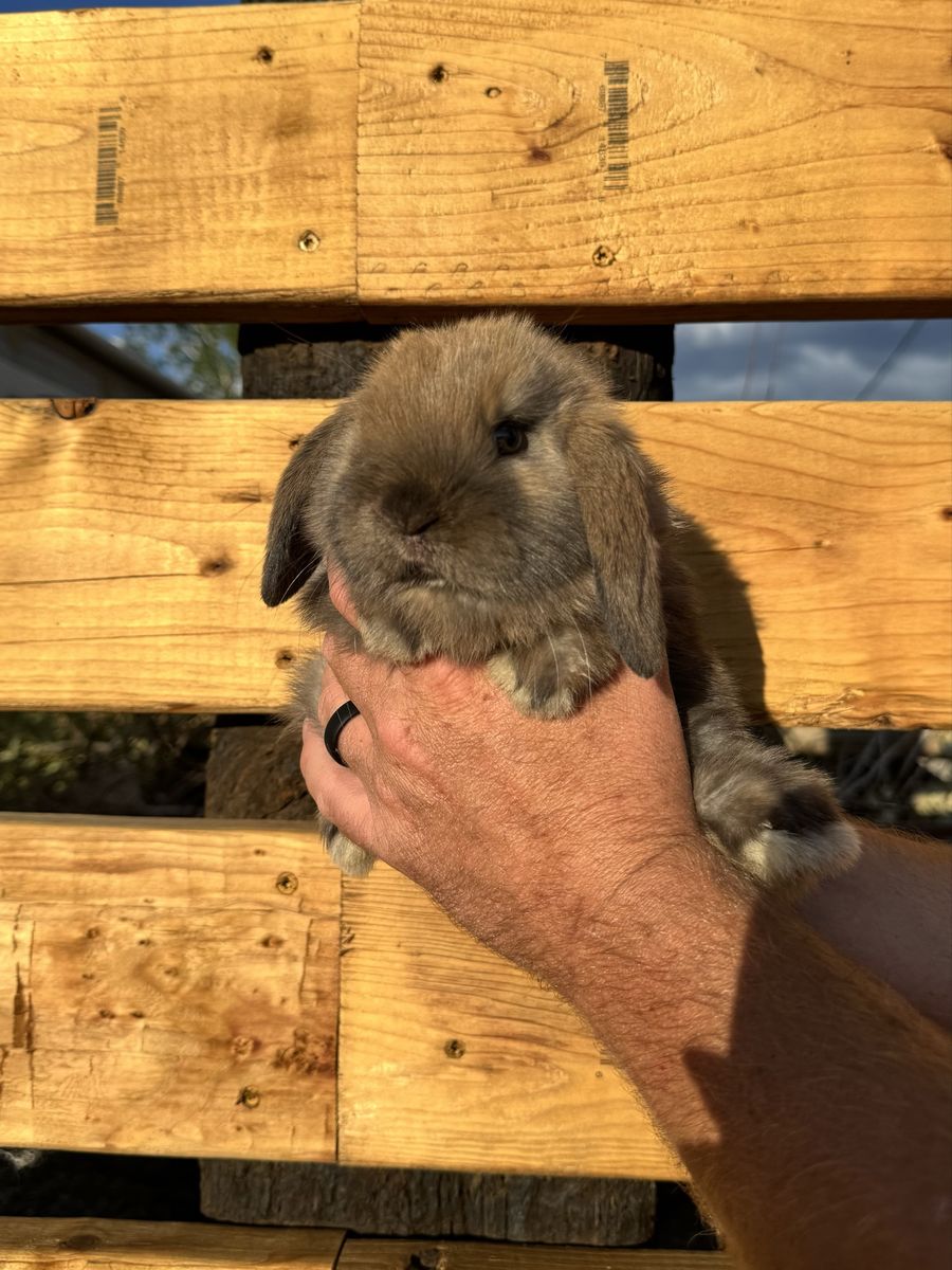 Holland Lop Tort Doe