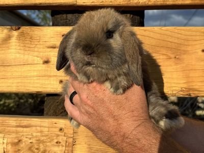 Holland Lop Tort Doe