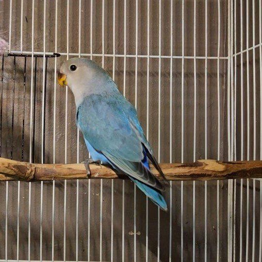Beautiful Baby Lovebird