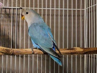 Beautiful Baby Lovebird
