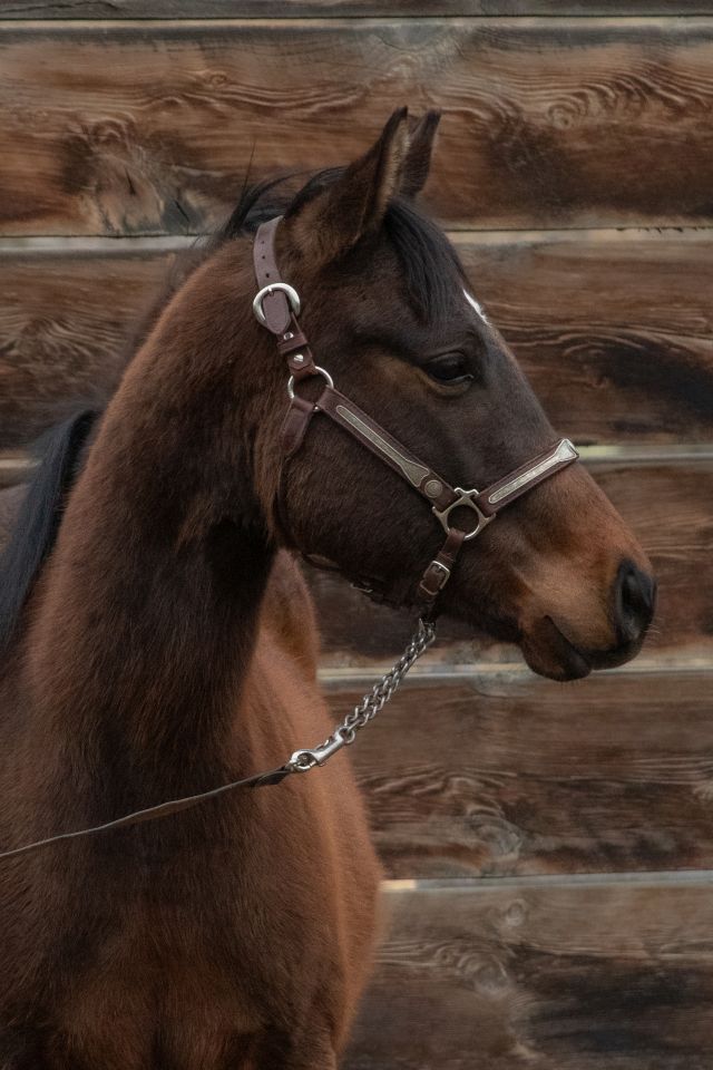 2024 AQHA Running Bred Gelding