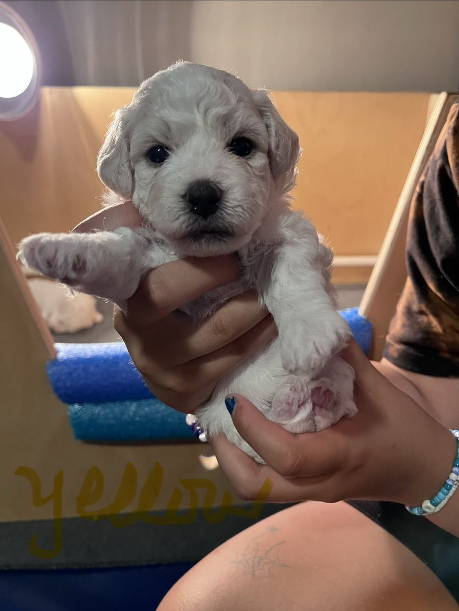 Queen Ann AKC Bichon Frise Puppies - Champion Blood Lines - Just in Time for Summer!