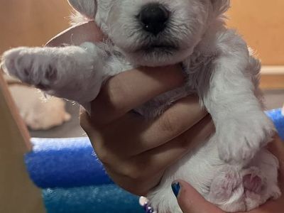 Queen Ann AKC Bichon Frise Puppies - Champion Blood Lines - Just in Time for Summer!