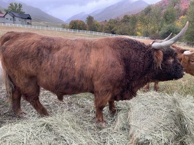 AHCA Registered Highland bull for lease