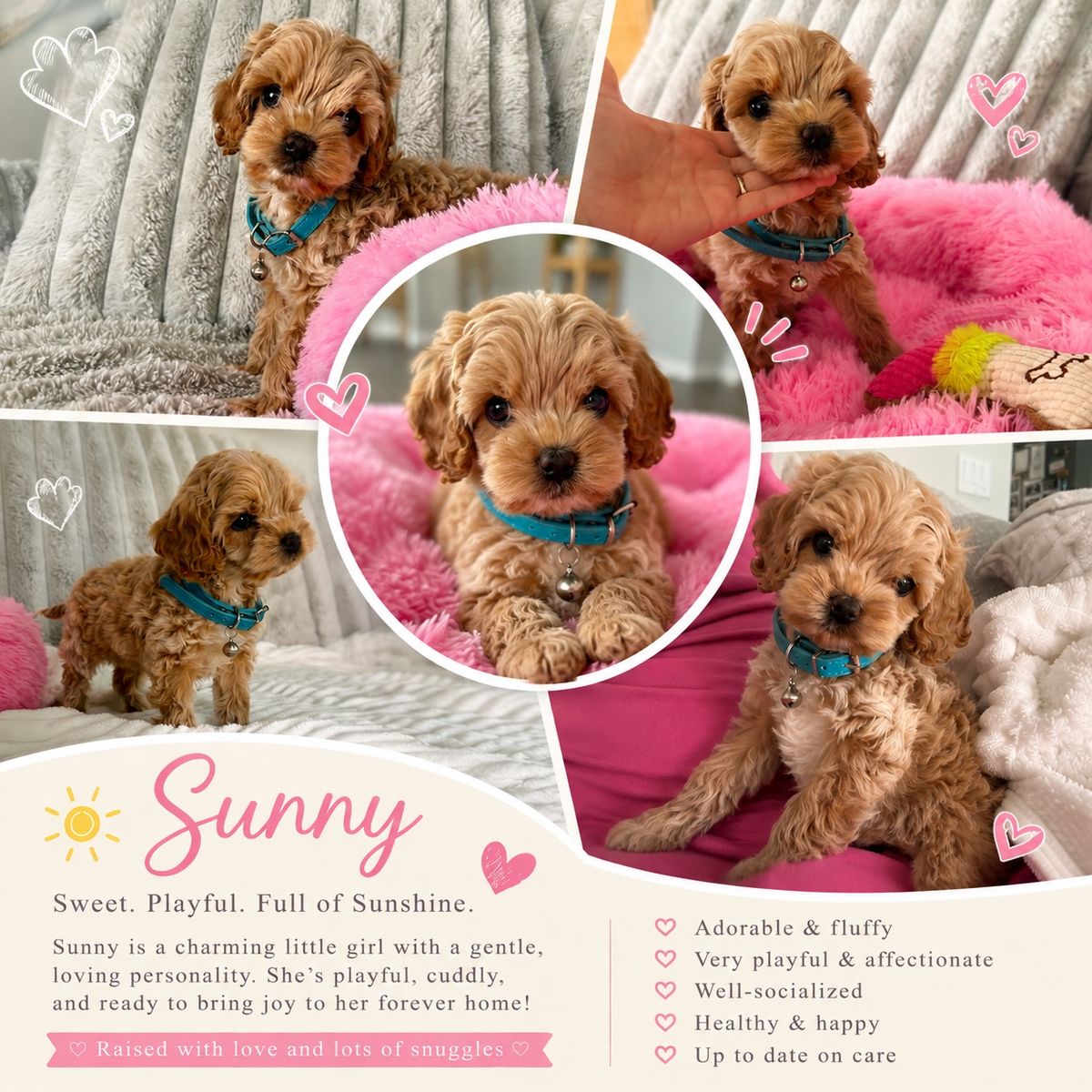 Stunning Female Puppy