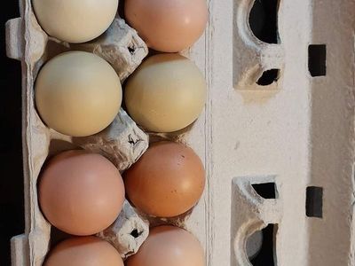 Fresh Farm Eggs