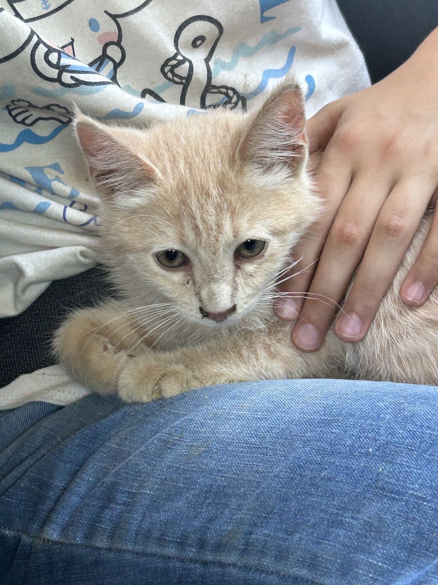 Adorable farm kitten