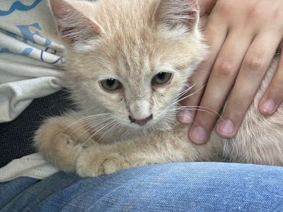 Adorable farm kitten