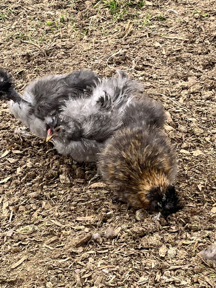 Silkie Chicks