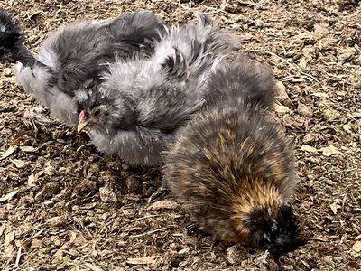 Silkie Chicks