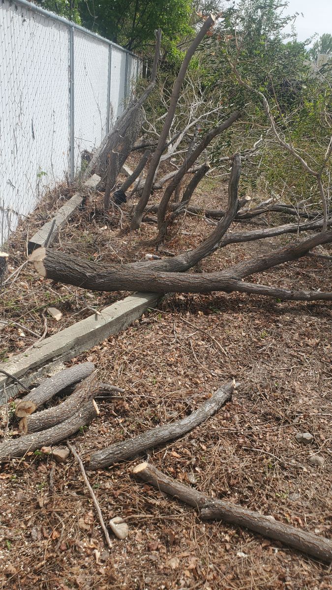 Free Firewood Elm logs