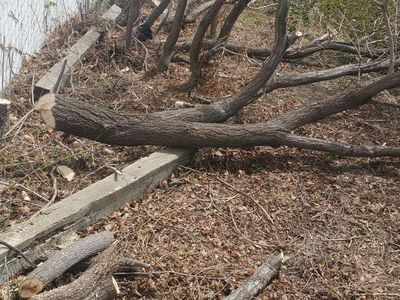 Free Firewood Elm logs