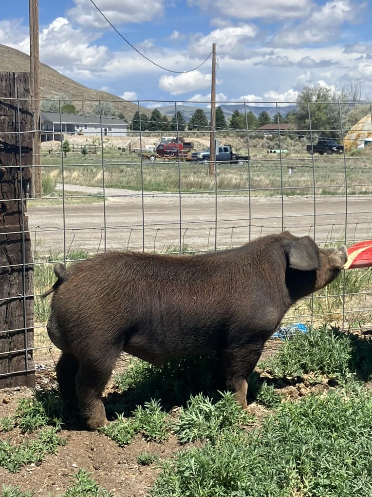 Duroc Boars