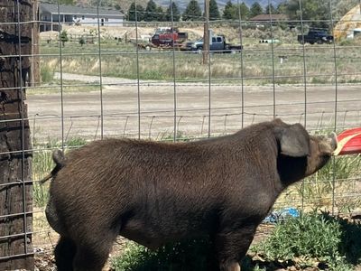 Duroc Boars