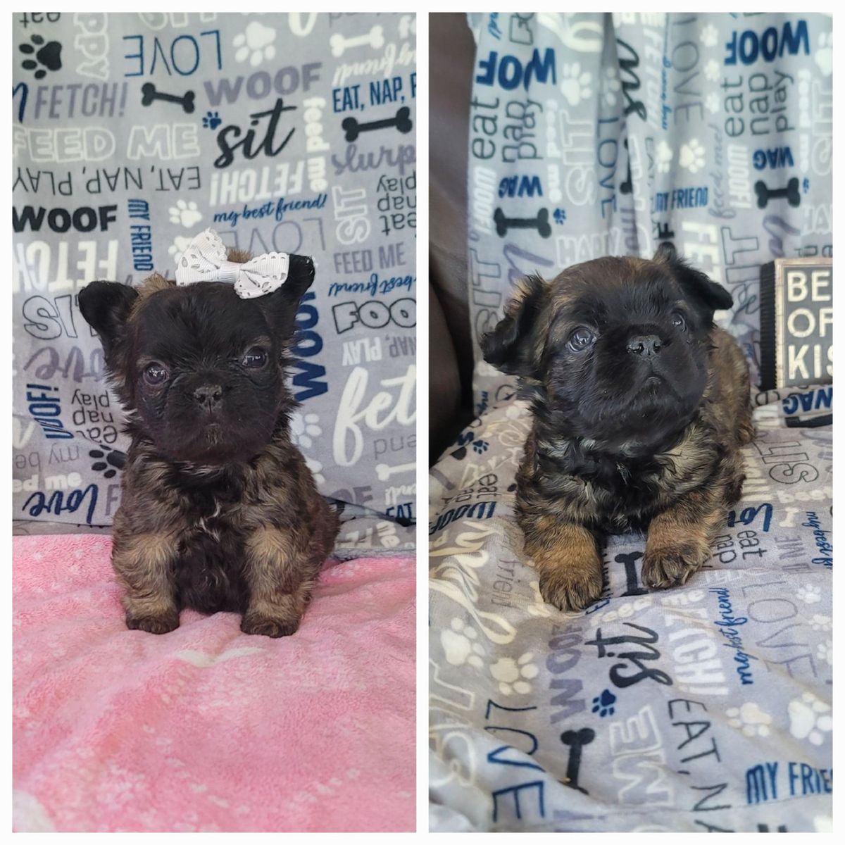 AKC French Bulldogs / Frenchie / Bulldog