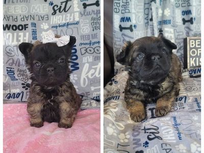 AKC French Bulldogs / Frenchie / Bulldog