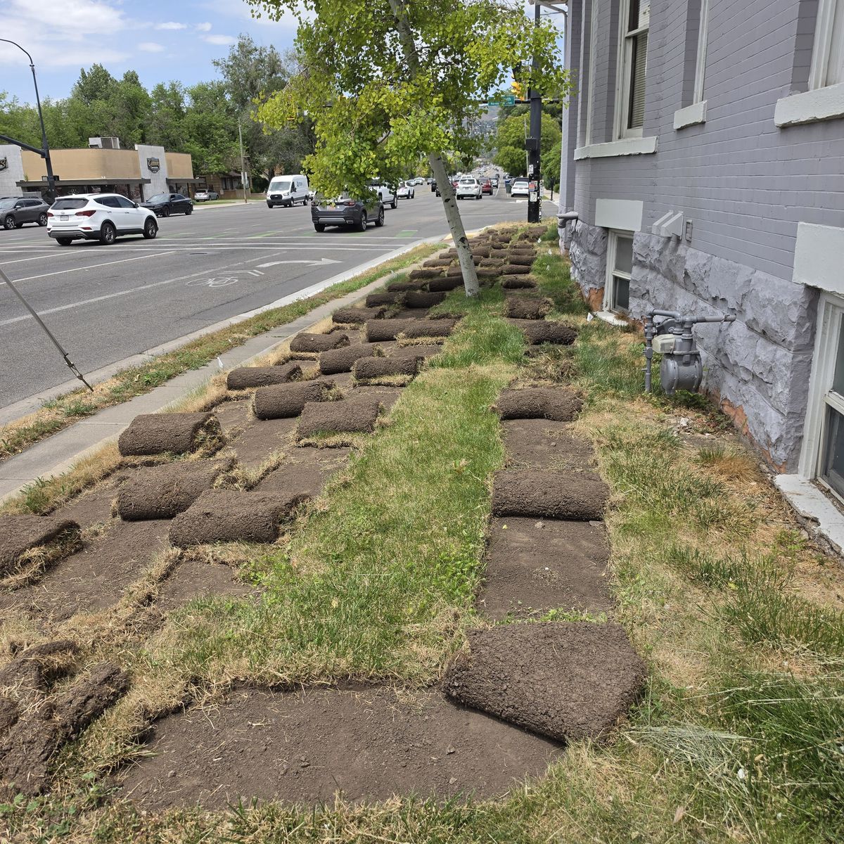 FREE HEALTHY SOD