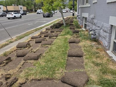 FREE HEALTHY SOD