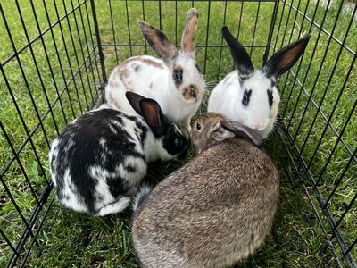 Adorable Young Rabbits - Ready for New Homes