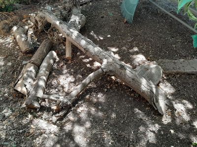 Walnut Tree Logs & Branches for Firewood/Crafts - Assorted Sizes
