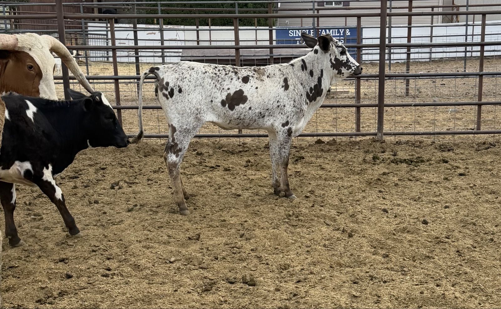 (2) heifer calves