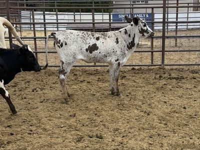 (2) heifer calves
