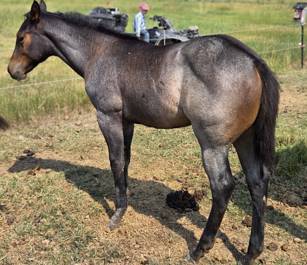 AQHA Dark Bay Roan Horse Colt