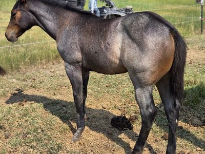 AQHA Dark Bay Roan Horse Colt