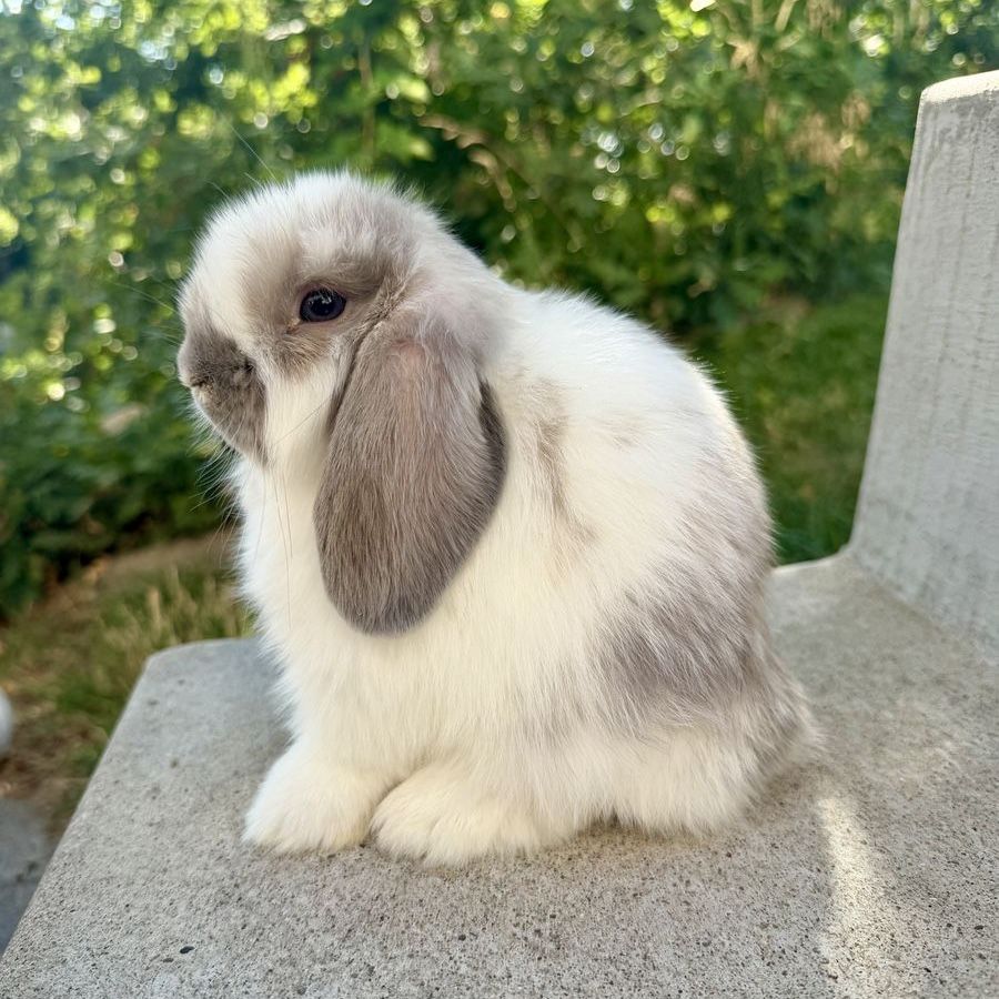 Show Holland Lop Buck