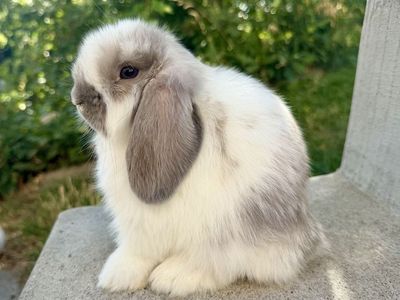Show Holland Lop Buck