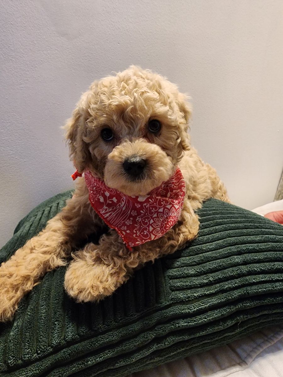 EASTER SPECIAL MINI CAVAPOO PUPPIES . PRICE REDUCED