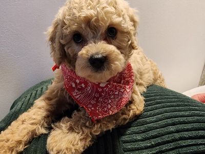 EASTER SPECIAL MINI CAVAPOO PUPPIES . PRICE REDUCED