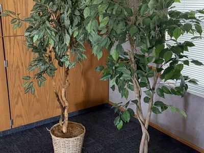 Faux Indoor Plants - Used by Skyline High Seminary - Must Go by 3 pm on 7/14/26