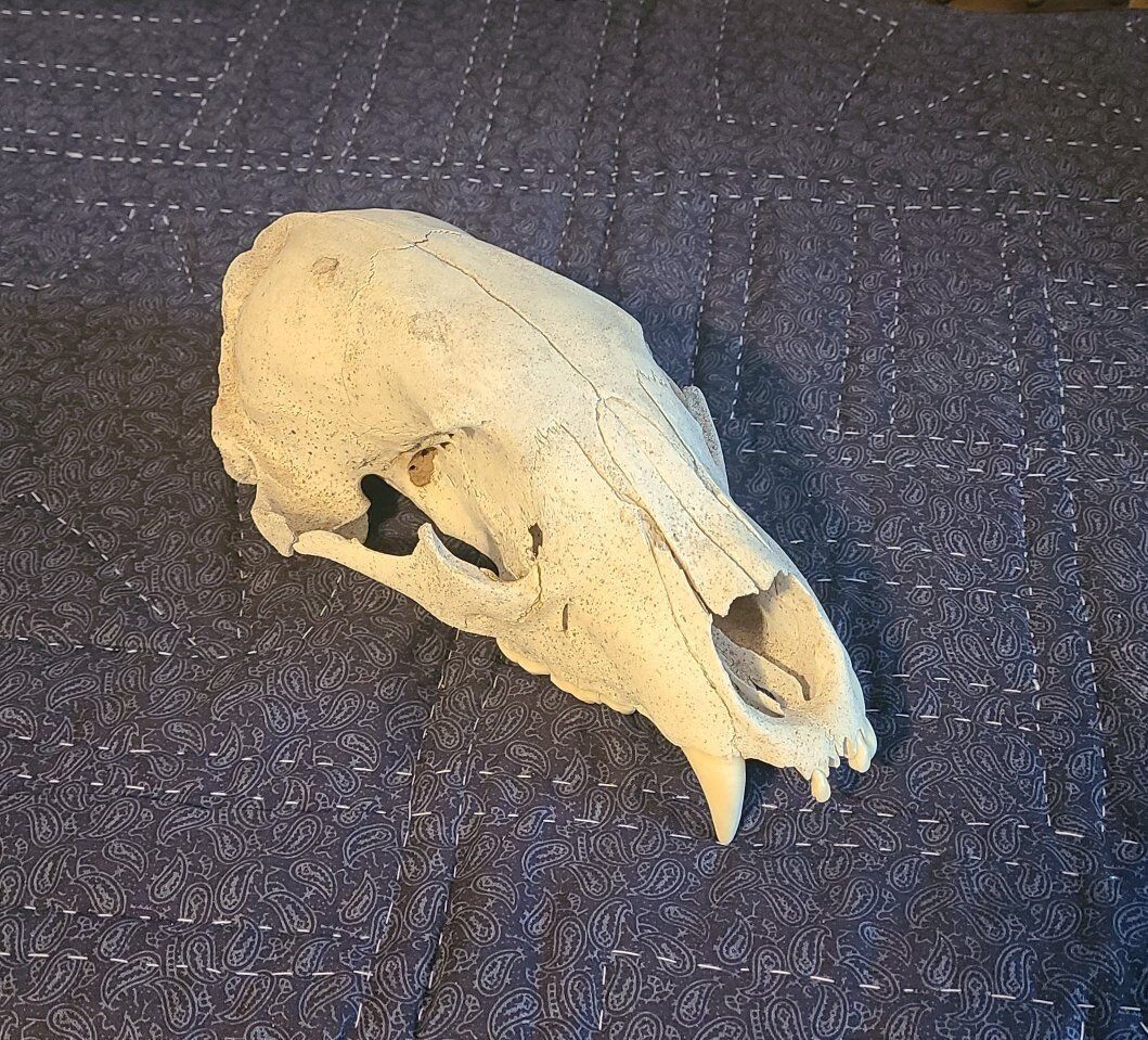 Bear Skull