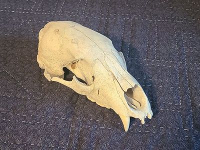 Bear Skull