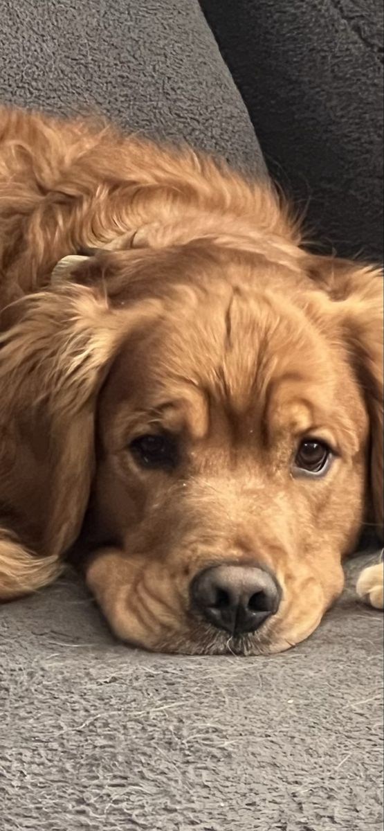 AKC Golden Retriever studs dark red