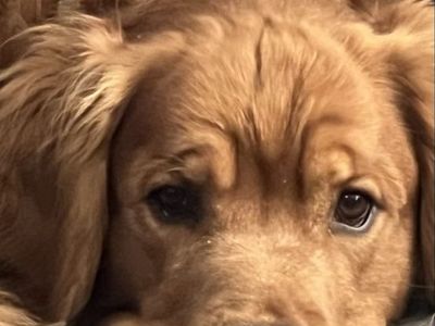 AKC Golden Retriever studs dark red