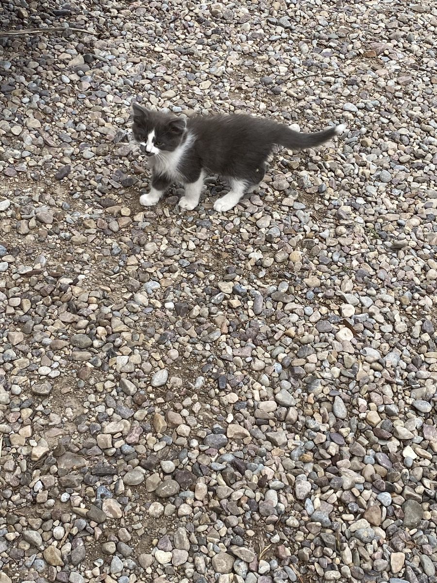 Adorable Grey and White Kitties! Orphans
