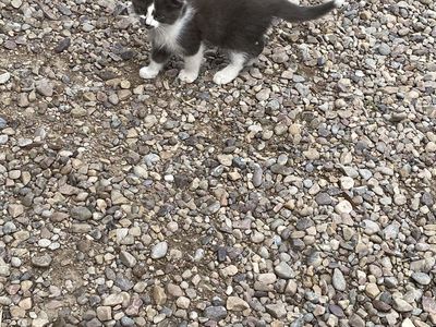 Adorable Grey and White Kitties! Orphans