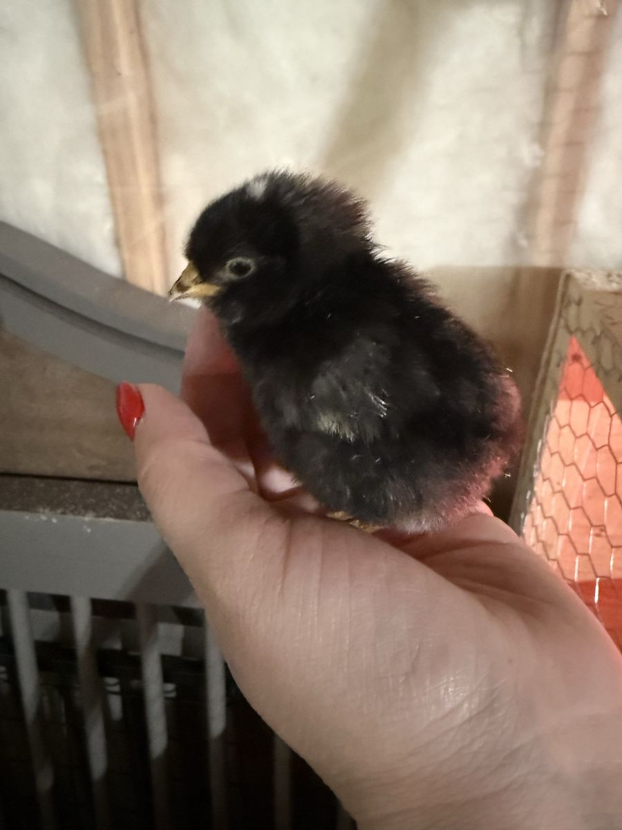 Chicks