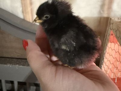 Chicks