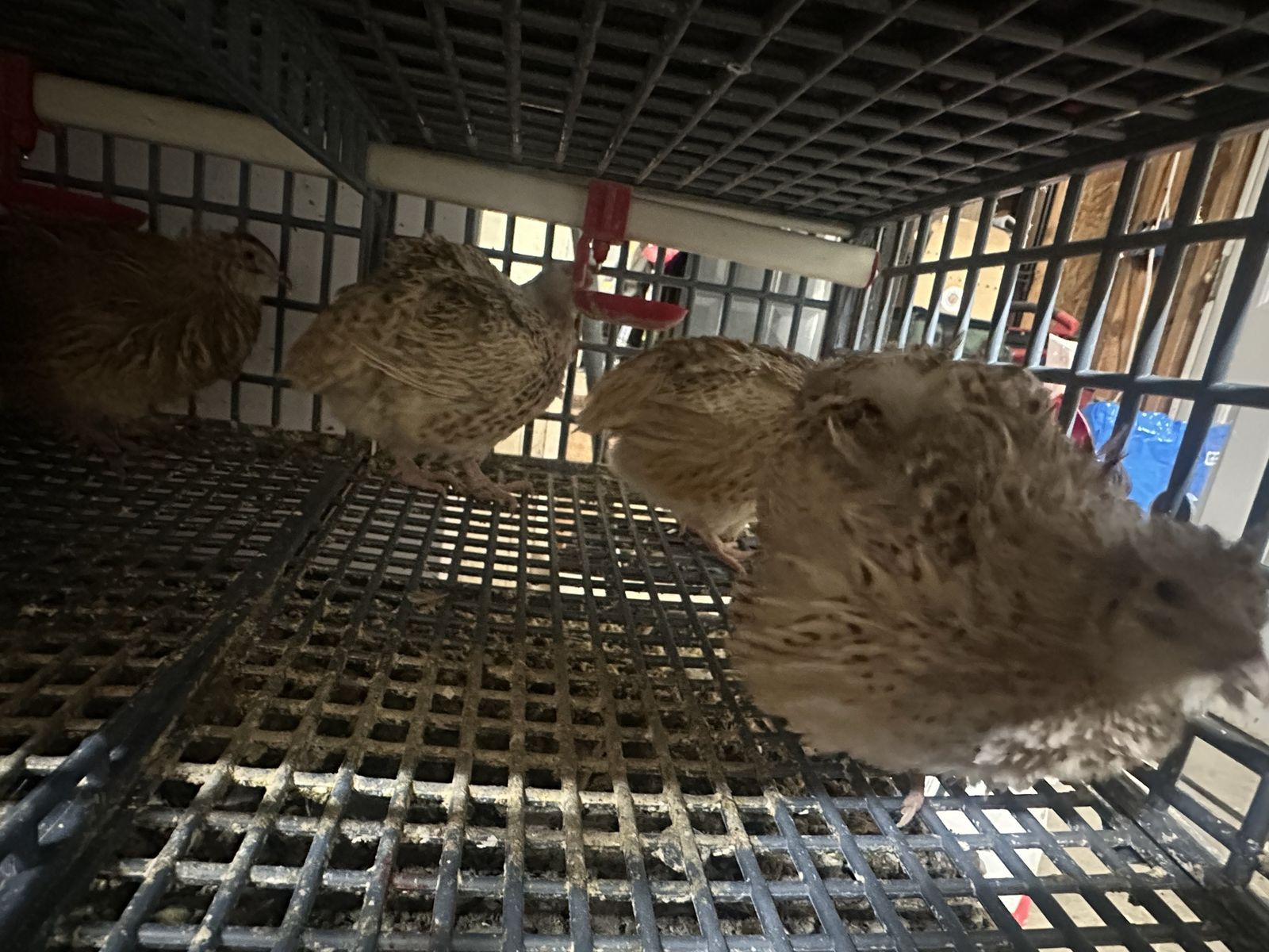 Coturnix Quail- just laying