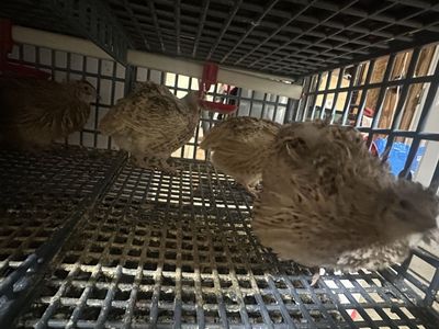 Coturnix Quail- just laying