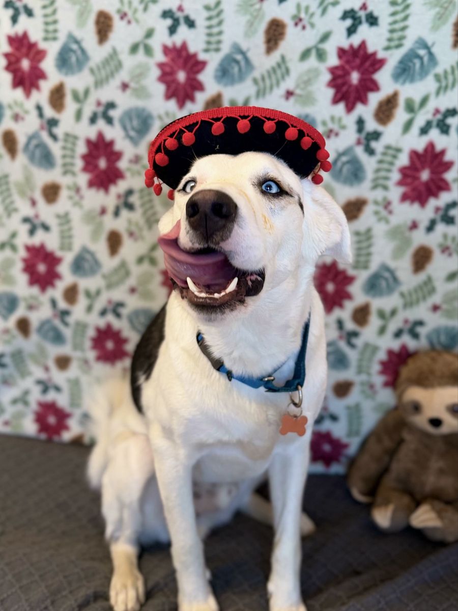 Adopt Mulkey!