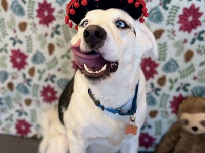 Adopt Mulkey!