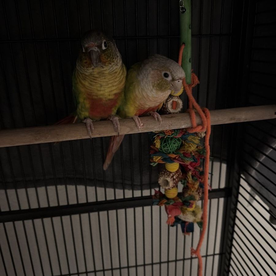 Pair of Green Cheek Conure Parrots