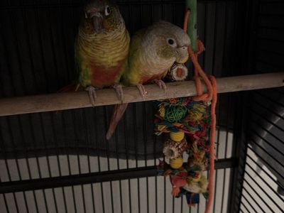 Pair of Green Cheek Conure Parrots