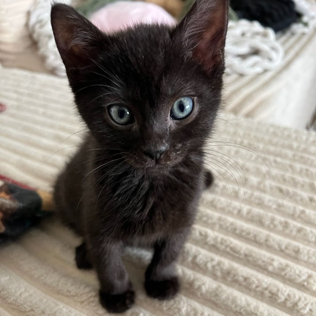 Hello my name is Seamus