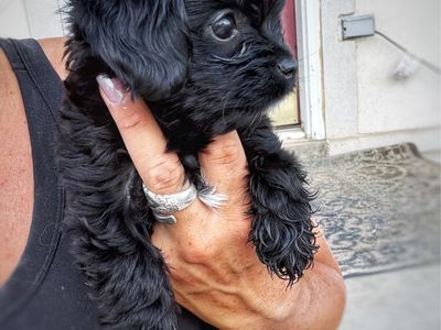 Teeny Toy sized girls Yorkie/Cavachon Yorkie Cavalier Bichon