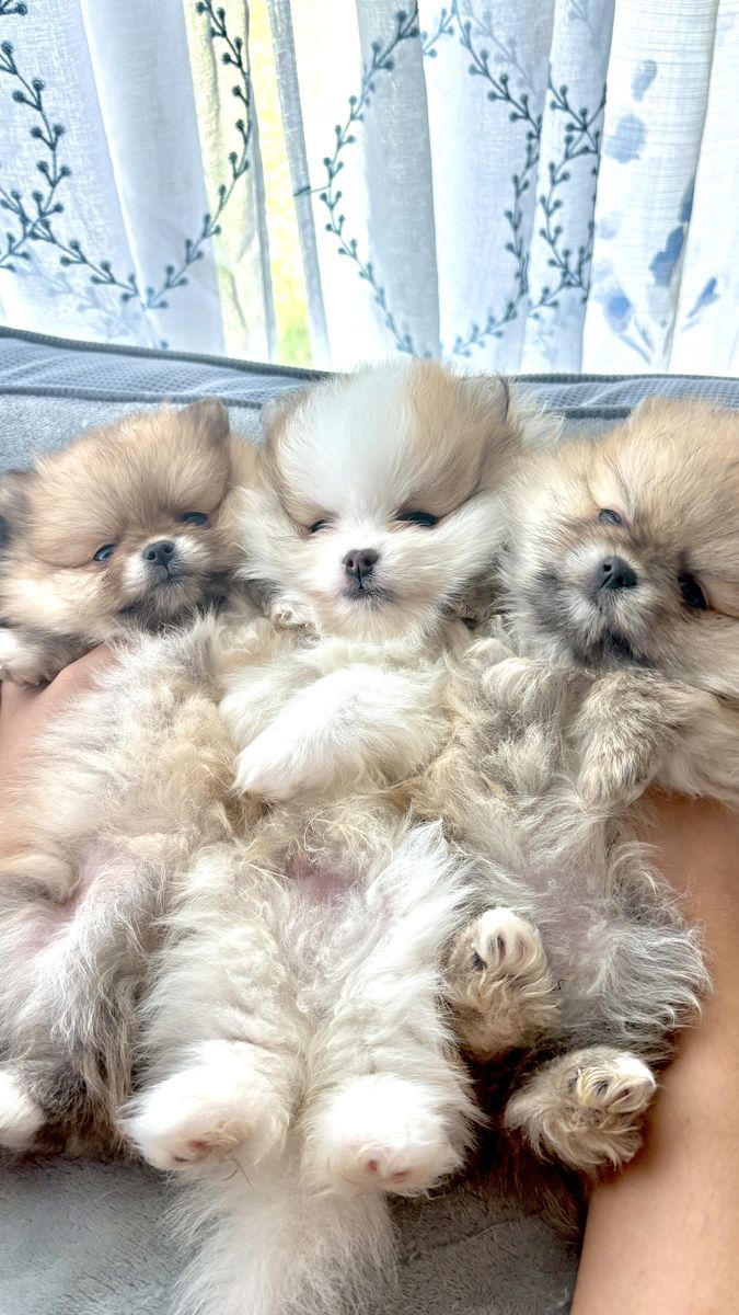 Pomeranias